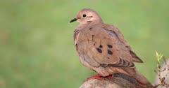 Dove And Pigeon