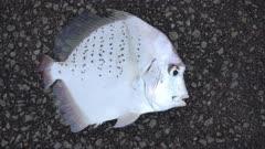 Sicklefish