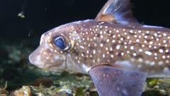 Ratfish