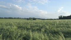 Grass