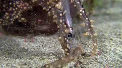 Pearlfish