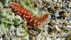 Bristleworm And Fireworm