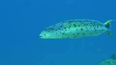 Tilefish