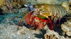 Shrimp And Prawn