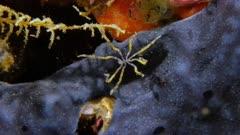 Sea Spider