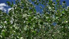 Poplar And Willow