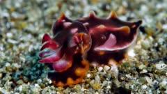 Cuttlefish