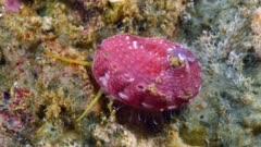 Abalone