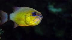 Cardinalfish