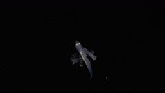 Tripod Fish