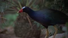 Gallinule