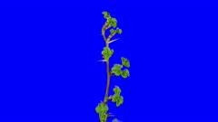 Gooseberry