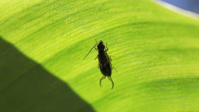 Earwig