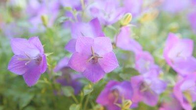 Bellflower