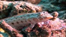 Sandperch