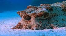 Sea Cucumber