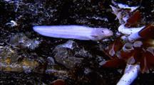 Eel-pout