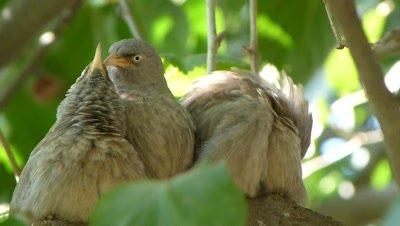 Babbler