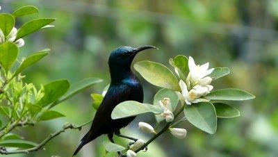 Sunbird