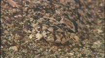 Flatfish