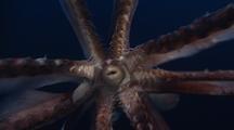 Squid