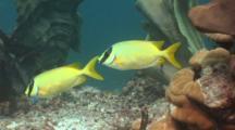 Rabbitfish