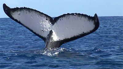 Whale Flukes