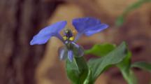 Dayflower And Spiderwort