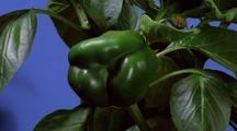 Pepper