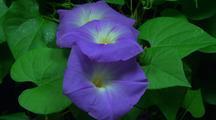 Morning-glory