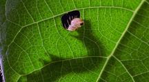 Insects and Plants