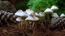 Mushroom