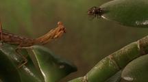 Bugs Hunting