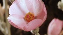 Mallow