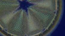 Diatom