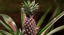 Bromeliad And Pineapple