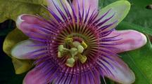 Passion Flower