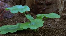Geranium
