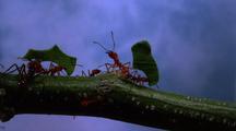 All Bugs