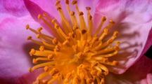 Time Lapse Plants