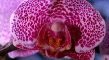 Orchid