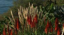 Aloe