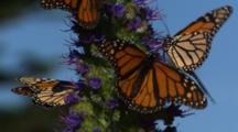 Butterflies