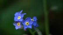 Borage
