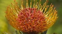 Protea