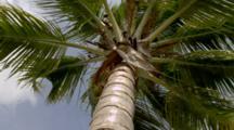 Palm And Coconut