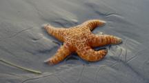 Sea Star