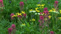 Flowering Plants