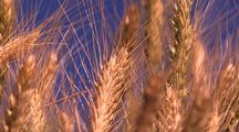 Agricultural Plants