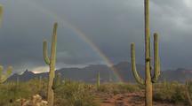 Desert Plants